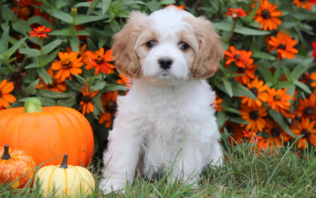 Cavachon Dogs and Puppies