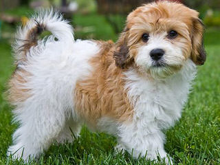 Silver Paw Kennels-Cavaliers, Cavachons, Bichons, Shichons, Shihtzus - Dog and Puppy Pictures