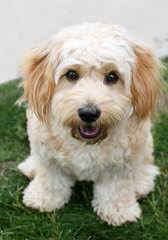 Cavachonpuppies.Com - Dog Breeders