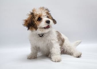 The Absolute Cutest Wee-Chon, Cavachon, Zuchon Shichon Puppies - Dog Breeders