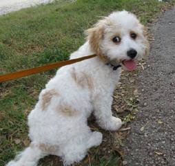 Cavachon Pups Small, Rare And Unique Colors - Dog and Puppy Pictures