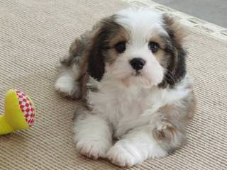 Great Cavachon Puppies! - Dog and Puppy Pictures