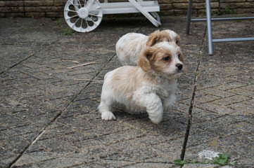 Absolutely Elegant Kennels - Dog Breeders