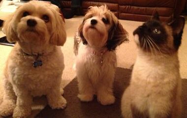 Classy Cavaliers Cavachon - Dog and Puppy Pictures