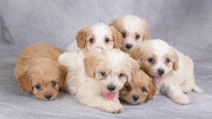 Yorkie-Poos & Cav-A-Chons - Dog and Puppy Pictures