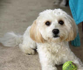 Cavachon Puppies - Dog Breeders