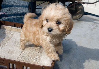 The Absolute Cutest Wee-Chon, Cavachon, Zuchon Shichon Puppies - Dog Breeders