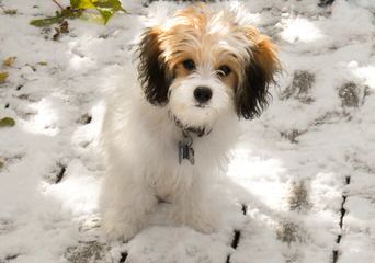 Absolutely Elegant Kennels - Dog Breeders