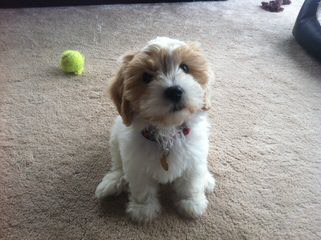 The Absolute Cutest Wee-Chon, Cavachon, Zuchon Shichon Puppies - Dog Breeders