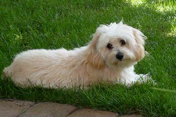 Cavachon Pups Small, Rare And Unique Colors - Dog and Puppy Pictures