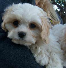 Bichon Frise Stud - Dog Breeders