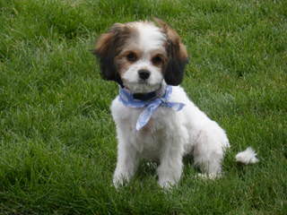 Silver Paw Kennels-Cavaliers, Cavachons, Bichons, Shichons, Shihtzus - Dog Breeders