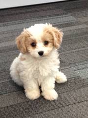 Classy Cavaliers Cavachon - Dog and Puppy Pictures