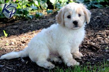 Cavachonpuppies.Com - Dog and Puppy Pictures