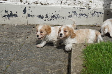 The Absolute Cutest Wee-Chon, Cavachon, Zuchon Shichon Puppies - Dog and Puppy Pictures