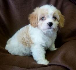 Cavachon Puppies - Dog Breeders