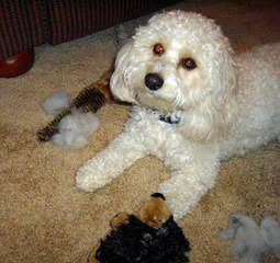 Cavachon Puppies - Dog Breeders