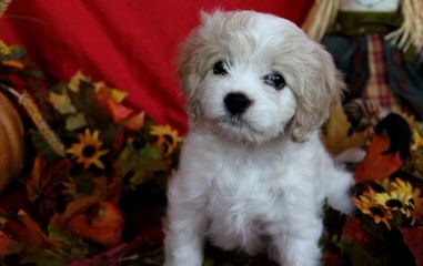 Bichon Frise Stud - Dog Breeders