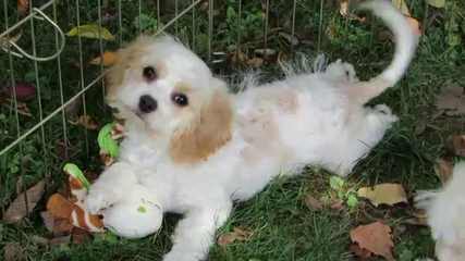 Silver Paw Kennels-Cavaliers, Cavachons, Bichons, Shichons, Shihtzus - Dog and Puppy Pictures