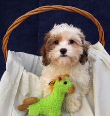 Cavachon Pups Small, Rare And Unique Colors - Dog Breeders