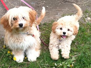 Cavachon, Shichon, Cavatzu, Papichon, Doodle Puppies - Dog Breeders