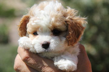 Cavachon Pups Small, Rare And Unique Colors - Dog Breeders