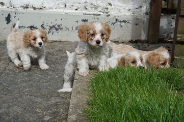 Cavachon, Shichon, Cavatzu, Papichon, Doodle Puppies - Dog Breeders