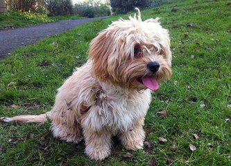 Bichon Frise Stud - Dog Breeders