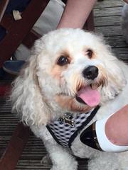 3 Pines Kennels Cavachon - Dog and Puppy Pictures