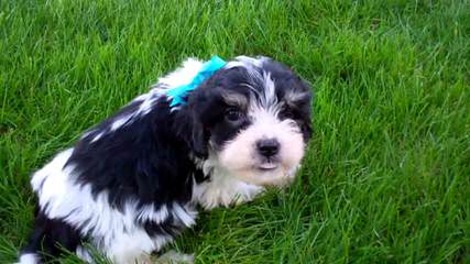 Cavachonpuppies.Com - Dog Breeders