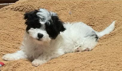 3 Pines Kennels Cavachon - Dog and Puppy Pictures