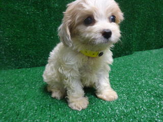 Cavachonpuppies.Com - Dog Breeders