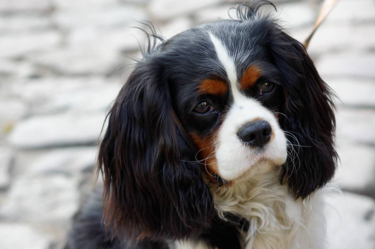 Cavalier King Charles Spaniel Dogs and Puppies
