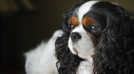 King Charles Cavaliers - Dog Breeders