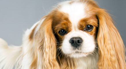 Monticello Cavalier King Charles Spaniels - Dog Breeders