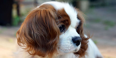 Cavalier Lovers - Dog and Puppy Pictures