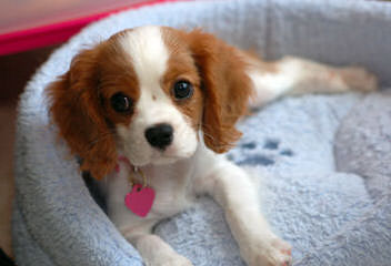 Hurricane Cavaliers - Dog and Puppy Pictures