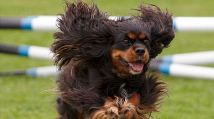 Charming Cavaliers - Dog and Puppy Pictures