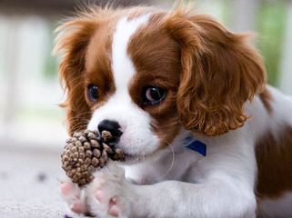 Cavalier Lovers - Dog Breeders