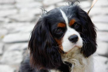 King Charles Cavaliers - Dog and Puppy Pictures