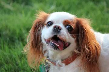 Cavalier King Charles Spaniels - Dog and Puppy Pictures