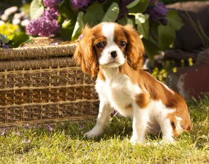 Virginia Cavalier Puppy - Dog Breeders
