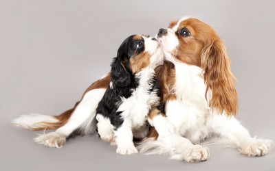 Daisys Cavaliers - Dog and Puppy Pictures