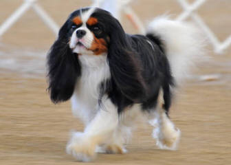 Myrna’s Royal Cavalier King Charles Spaniels - Dog Breeders