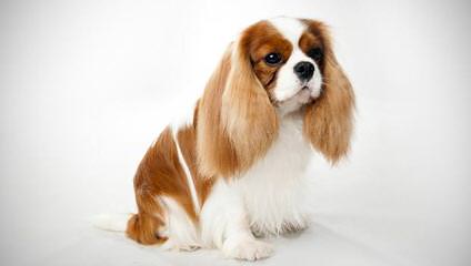 Akc Cavalier Gorgeous Puppy - Dog Breeders