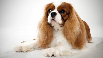 King Charles Cavaliers - Dog Breeders