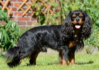 Phoenix Cavaliers - Dog Breeders