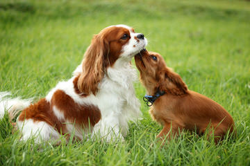 Akc Cavalier Puppies In Washington - Dog and Puppy Pictures