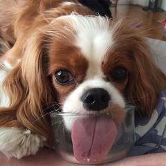 Looking For Male Cavalier - Dog and Puppy Pictures