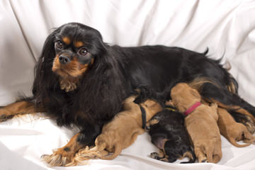 Top Champion Bred Cavaliers - Dog Breeders